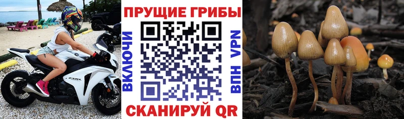 Псилоцибиновые грибы Magic Shrooms  где купить наркотик  Алатырь 